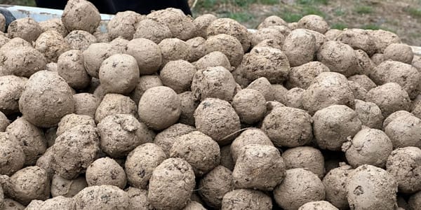 Семенные шарики миндаля: в Баткене опробовали новую агротехнологию изображение публикации