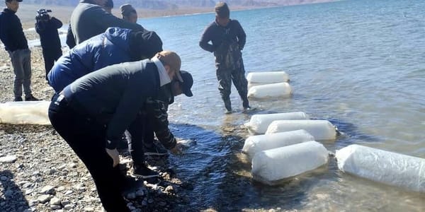 В Иссык-Куль выпустили 3 млн мальков сига-лудоги: итоги весеннего зарыбления 2026