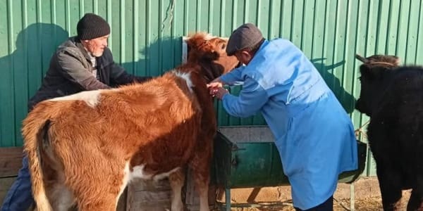 В Кыргызстане стартовала массовая вакцинация животных изображение публикации