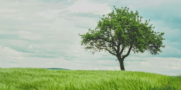 «Жашыл конуштар» озеленит семь жилмассивов Бишкека: как принять участие изображение публикации