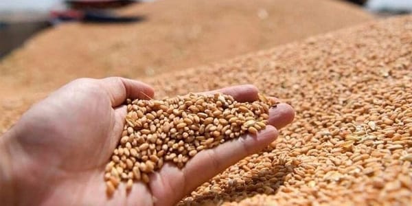 Погрузка казахстанского зерна для экспорта в страны Центральной Азии.