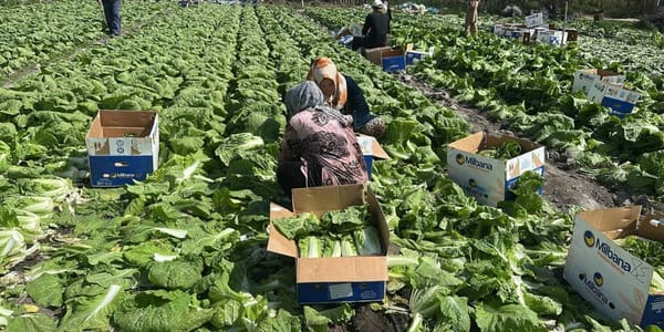 Фермеры Аравана планируют собрать 450 тонн пекинской капусты изображение публикации