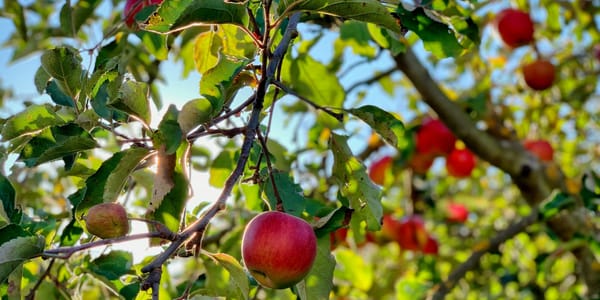 Вдоль трассы Бишкек – Ош создают яблоневый кластер с капельным орошением изображение публикации