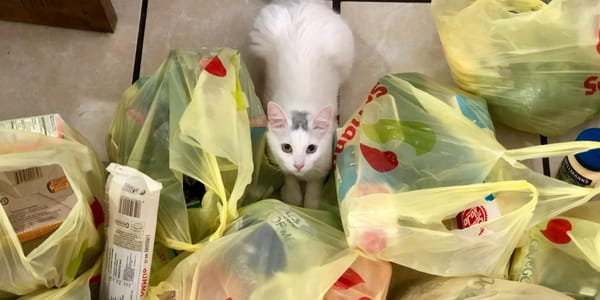 Кабмин предложил «белый список» пластика и посуды, разрешенных к обороту в КР изображение публикации