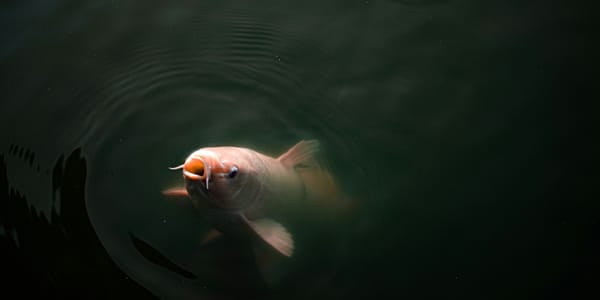 В водохранилища Кыргызстана осенью 2026 года выпустят 270 тысяч мальков карпа изображение публикации