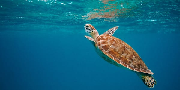 Иски на миллионы, 200 черепах, 57 км сетей и 868 «грязных» гостевых домов: итоги Минприроды за 2025 год изображение публикации