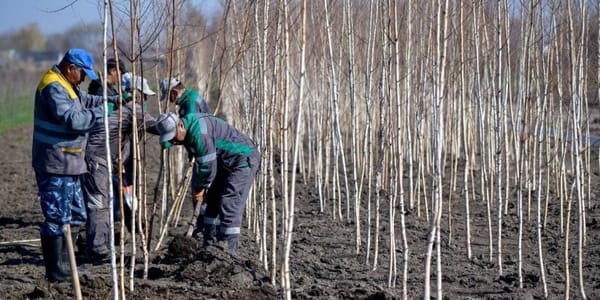 Бишкек получит «второй Ботанический сад» на базе муниципального питомника изображение публикации