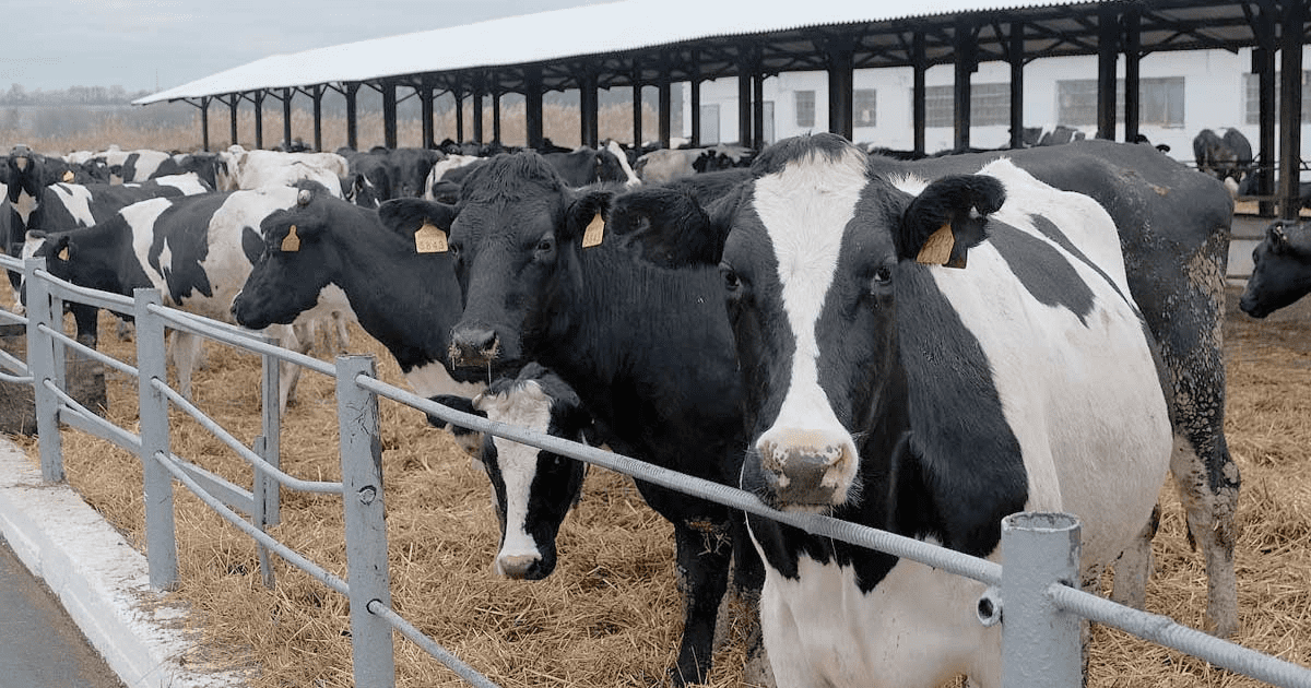 РКФР профинансирует строительство молочной фермы в Нарынской области изображение публикации