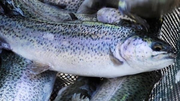 РКФР предоставит льготный кредит производителю форели «Аква Сервис» изображение публикации