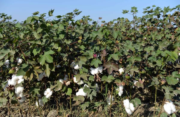 Президент призвал фермеров выращивать больше хлопка для отечественной легкой промышленности изображение публикации