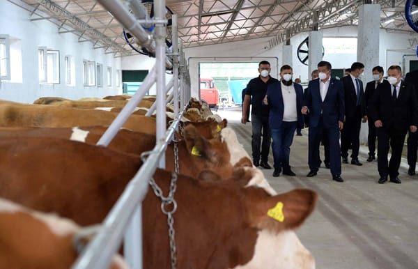 Особое внимание государства обращено на развитие молочной промышленности – Жээнбеков изображение публикации