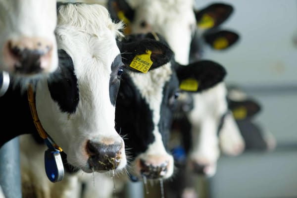 Компания «Ат-Башы сут» создаст первый в Нарынской области молочный кластер изображение публикации