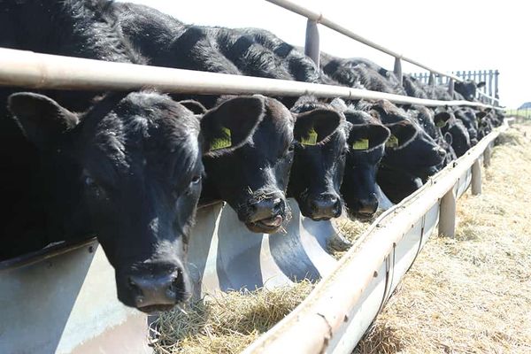 Самим не хватает. Нужен ли Кыргызстану запрет на экспорт скота? изображение публикации