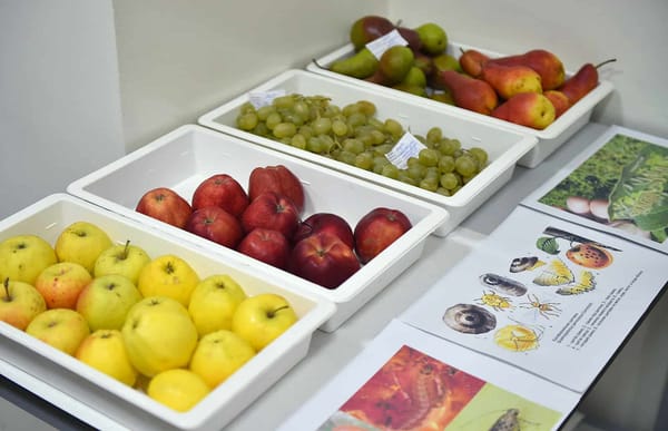 Торговля сельхозпродукцией между Кыргызстаном и Россией  превысила $350 млн изображение публикации