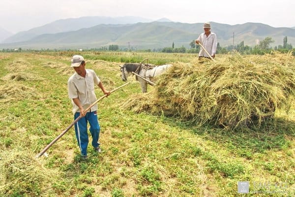 Минсельхоз назвал условия выдачи льготных кредитов фермерам — их целый список изображение публикации