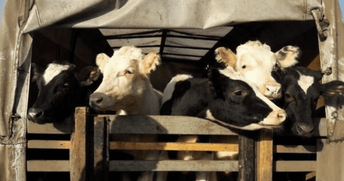 В Оренбургской области задержали телят, которых незаконно везли в Кыргызстан изображение публикации