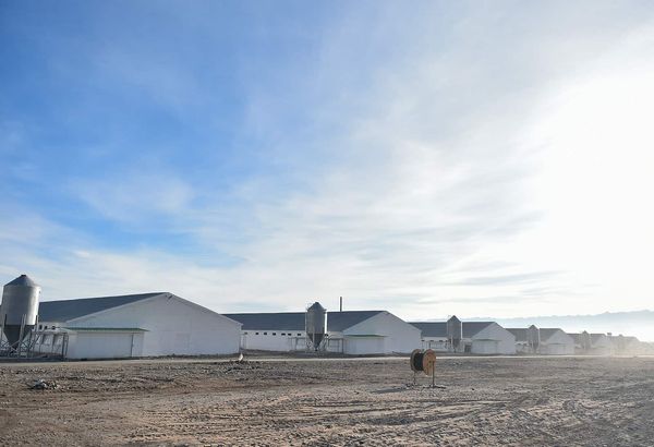 В Иссык-Кульской области запустили птицефабрику — в нее вложили $3.5 млн изображение публикации