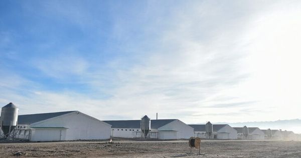 Запуск отечественной птицефабрики сократит отток денежных средств из КР на $11 млн — РКФР изображение публикации