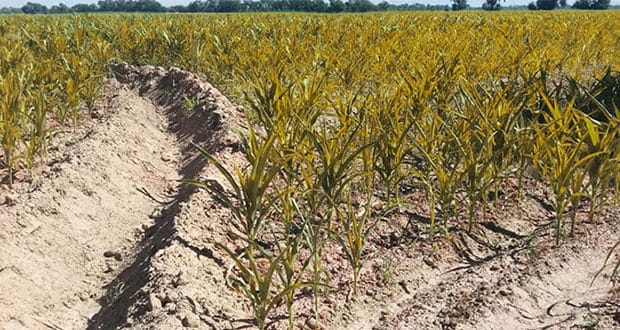 Крестьяне просят обеспечить их поливной водой – это главная проблема сельхозпроизводителей изображение публикации