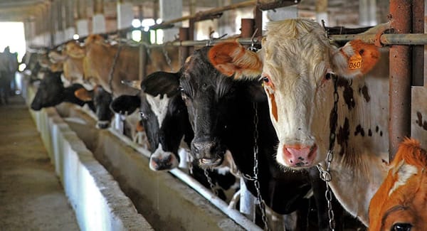 Кыргызстан предложил увеличить поставки мяса, меда и сухофруктов в ОАЭ изображение публикации