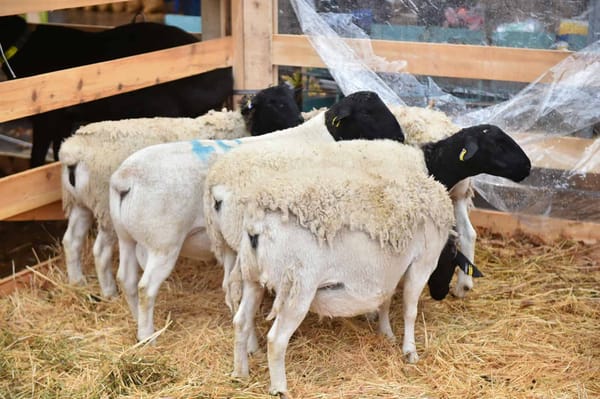 Комбанкам выделят 520 млн сомов на финансирование сельского хозяйства изображение публикации