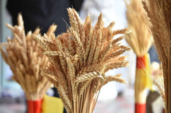 Минсельхоз предложил запретить вывоз пшеницы из страны на шесть месяцев изображение публикации