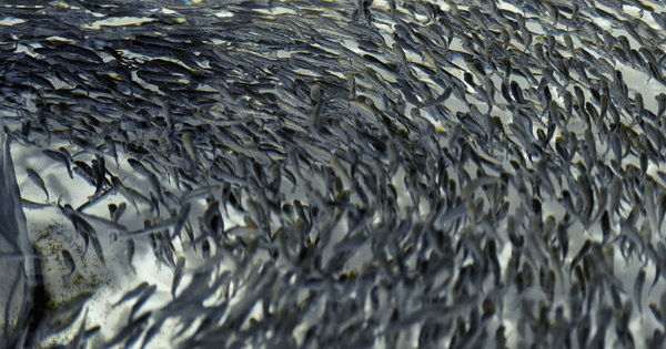 «В течение этой недели будет возобновлен экспорт рыбы в Россию, но не для всех», — министр сельского хозяйства КР. изображение публикации