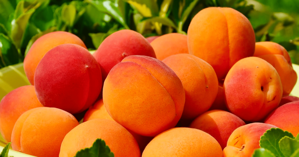 Турцию просят помочь с продвижением экспорта баткенского абрикоса изображение публикации