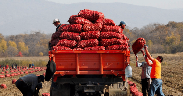 Всемирную продовольственную программу ООН просят помочь фермерам КР с поиском рынков сбыта изображение публикации