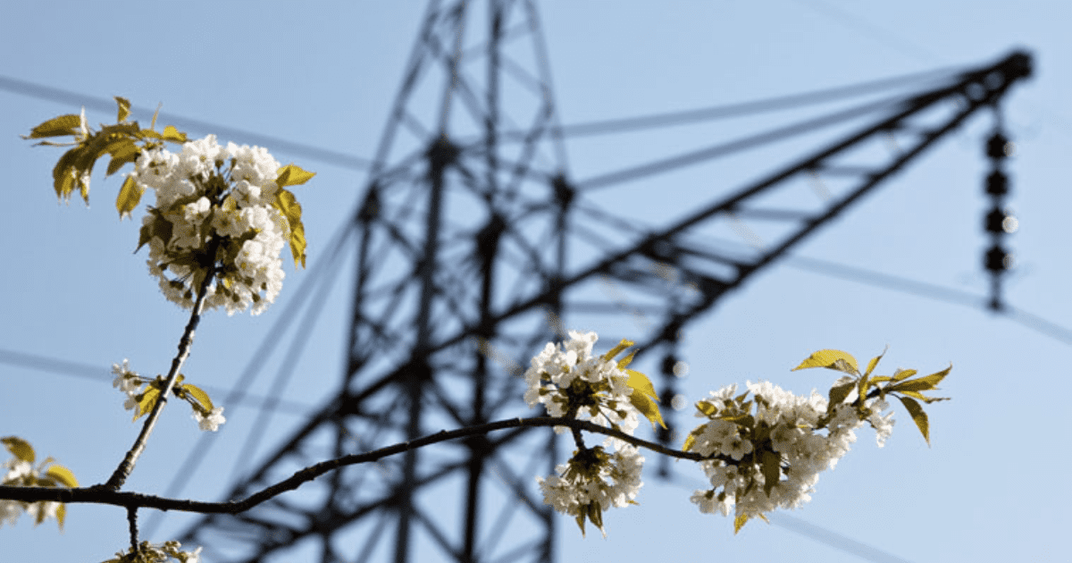 Строительство CASA-1000 подорожало на $37 млн из-за краснокнижных растений на пути ЛЭП изображение публикации