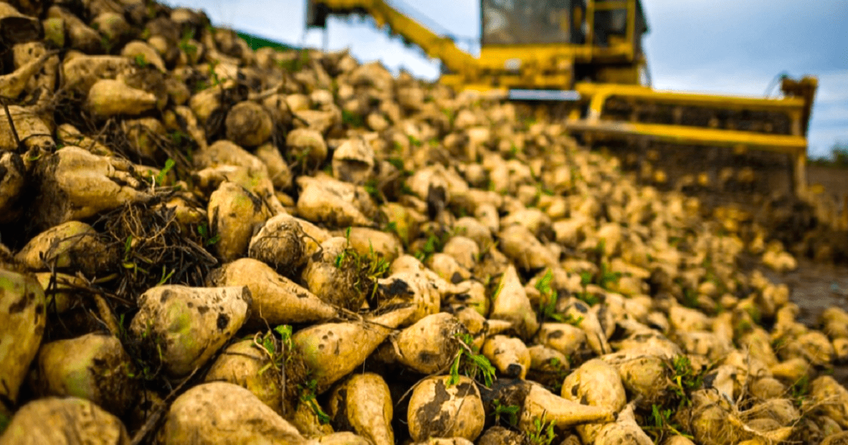 Сахарным заводам хотят выделить землю для выращивания сахарной свеклы изображение публикации