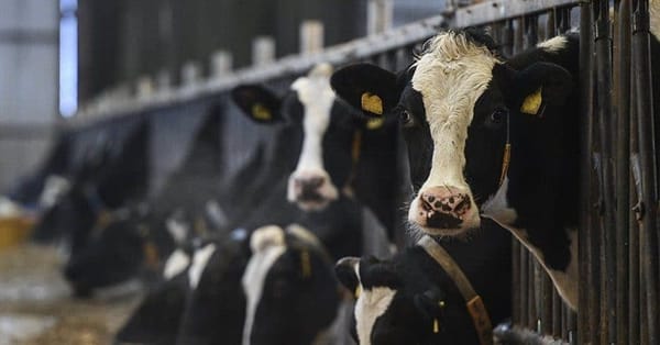 Более 61% льготных кредитов для фермеров выданы животноводам изображение публикации