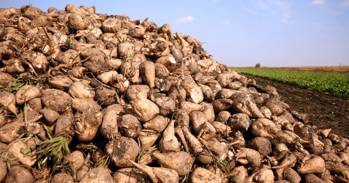 Минсельхоз выделит землю фермерам для выращивания сахарной свеклы изображение публикации