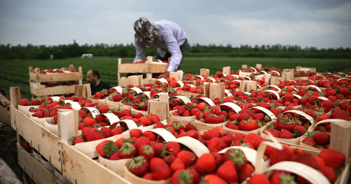 Кыргызстанцев могут привлечь к сбору клубники и спаржи в Германии изображение публикации