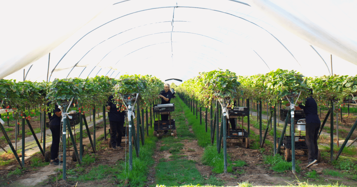 Узнать о трудовой миграции в Англию теперь можно по горячей линии изображение публикации