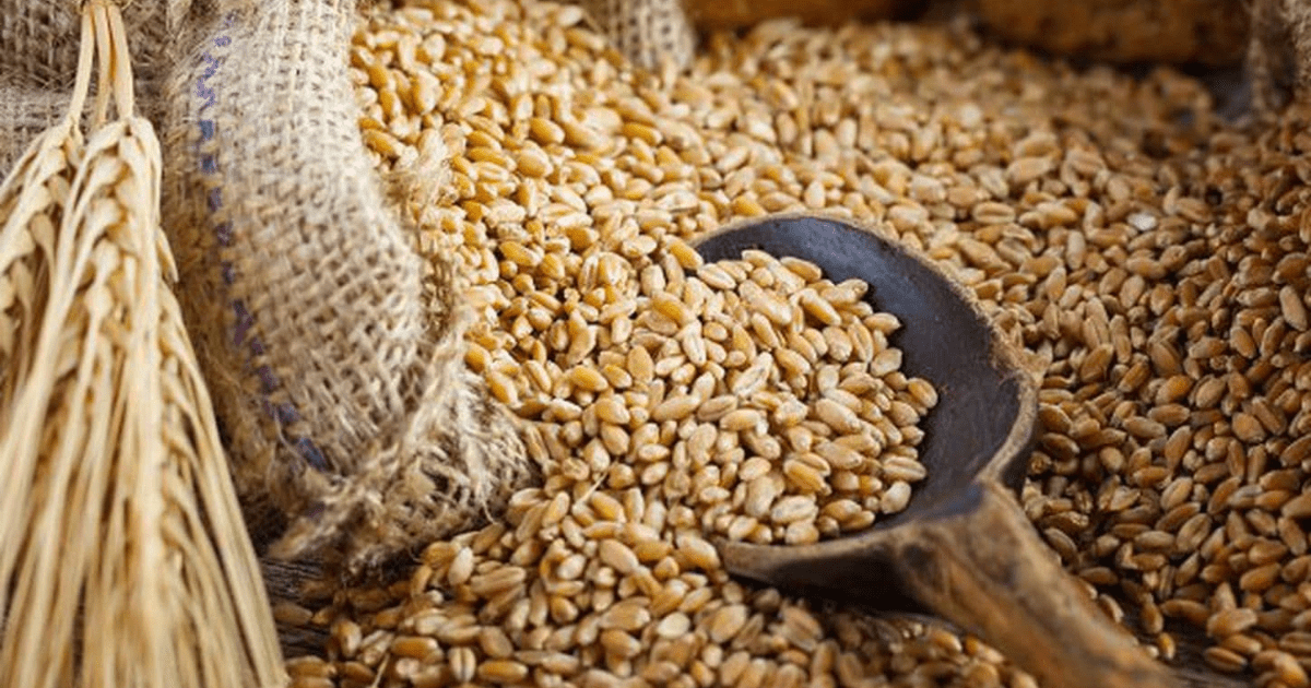 По 70 сомов за тонну — в Госматрезервах платили незаконные бонусы мукомолам изображение публикации