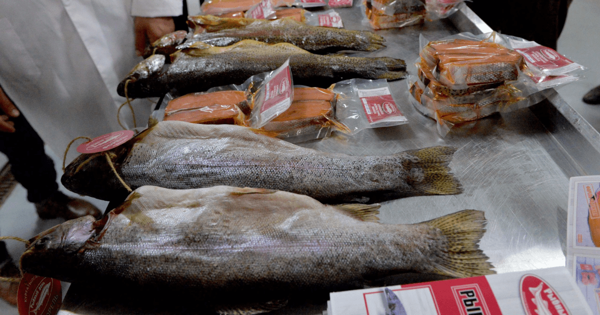 Продажи форели и осетра отечественного производителя «Аква Сервис» достигли 5 тысяч тонн изображение публикации