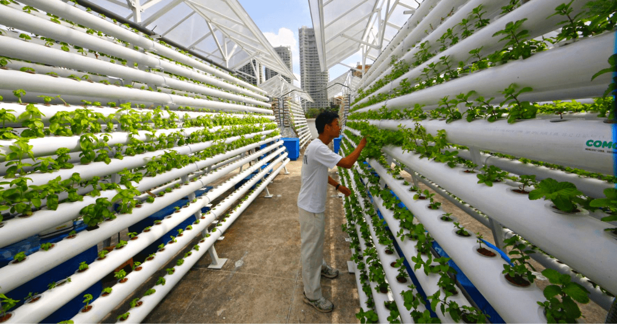 Жителей Шопокова официально трудоустроят на фермах в Южной Корее изображение публикации