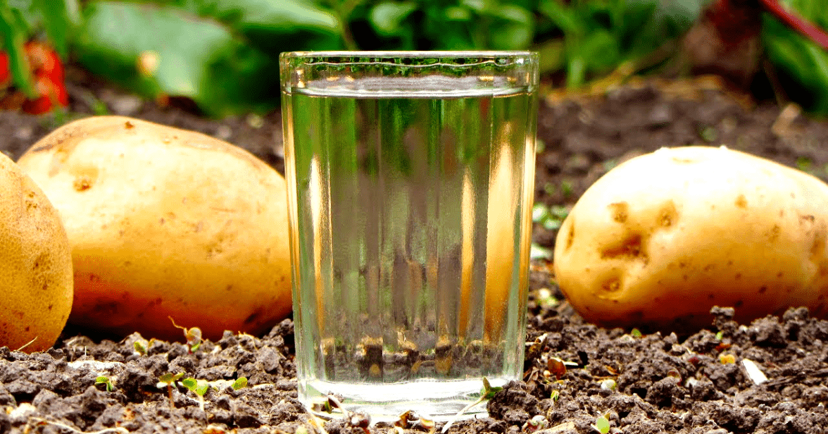 Сэкономим $150 млн — Омурбек Текебаев предложил смешивать бензин со спиртом из свеклы и картофеля изображение публикации