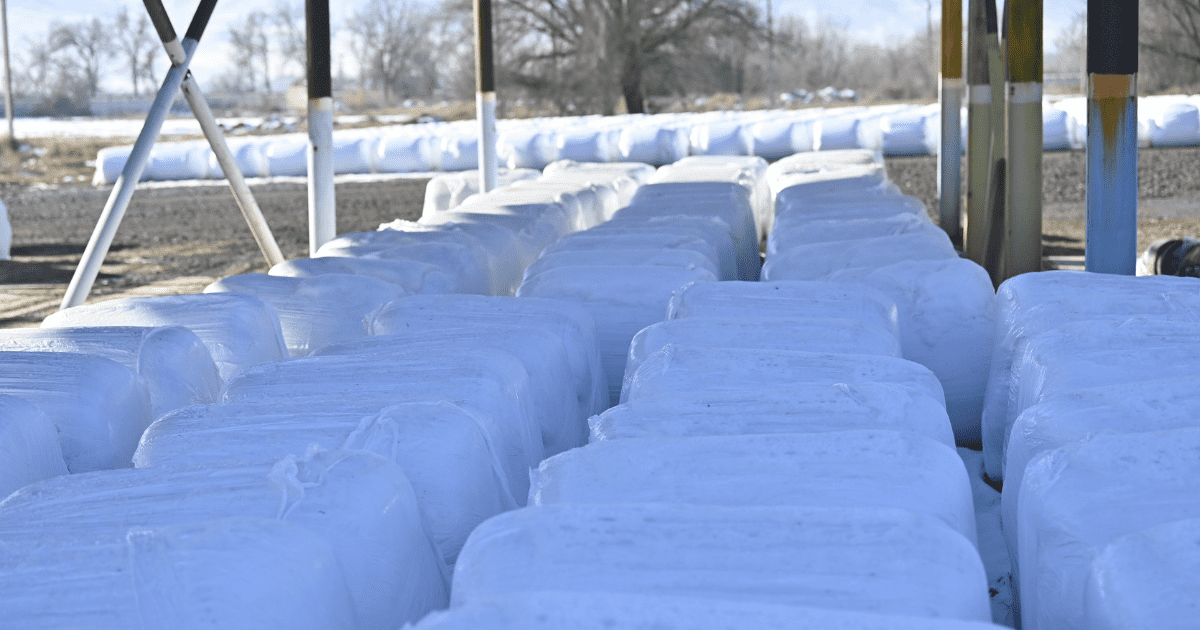 Сахарный завод «Кайынды-Кант» может встать — из-за нехватки сырья изображение публикации