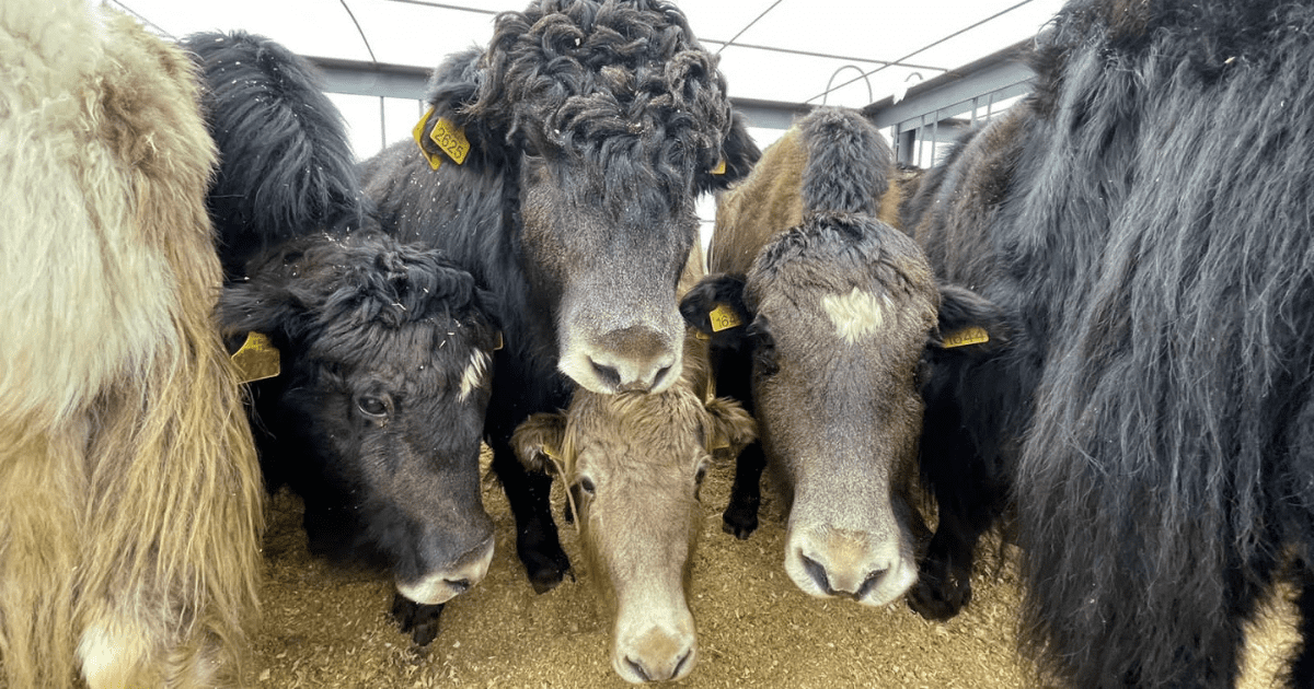 Кыргызские яки обживаются в Азербайджане изображение публикации