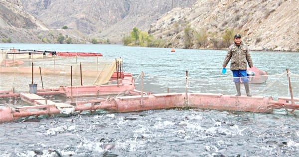 Минсельхоз хочет передавать частным компаниям водоемы для разведения рыбы изображение публикации