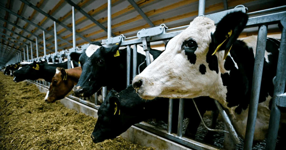 Молочная ферма в Сокулукском районе получила кредит на 6.5 млн сомов и развила свое производство — видео изображение публикации