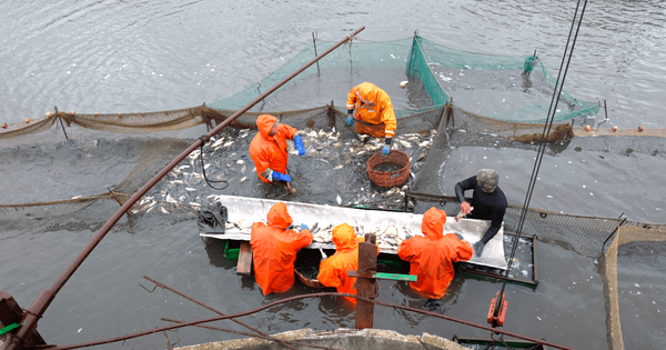 Шесть кыргызстанских форелевых компаний отказались от проверки Россельхознадзора изображение публикации
