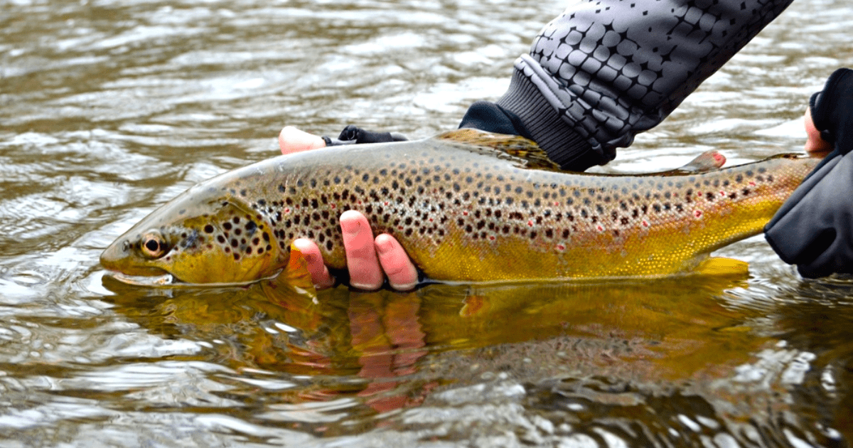 Отказавшиеся от проверки форелевые компании не работали на момент инспекции — Минсельхоз изображение публикации