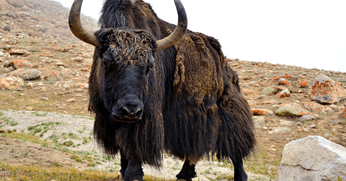 В Кыргызстане уменьшилось количество лошадей, но стало больше яков изображение публикации