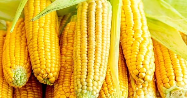 Россельхознадзор выявил ГМО в семенах кукурузы из Кыргызстана изображение публикации