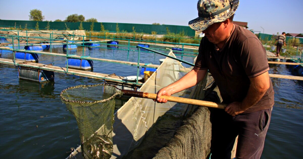Выгодно ли продавать рыбу в Кыргызстане и почему дорогой европейский корм лучше местного — интервью о рыбоводстве изображение публикации