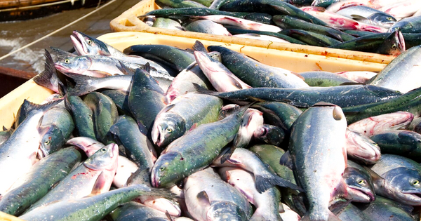 Чем рыба из Кыргызстана не угодила России — ответ главы Ассоциации рыбных хозяйств изображение публикации