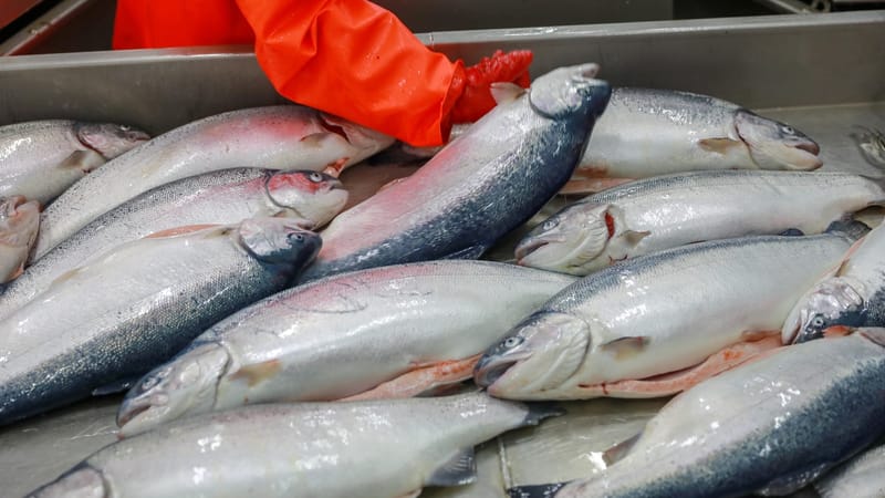 В КР намерены довести производство рыбы до 60 тысяч тонн и покрыть внутреннее потребление изображение публикации
